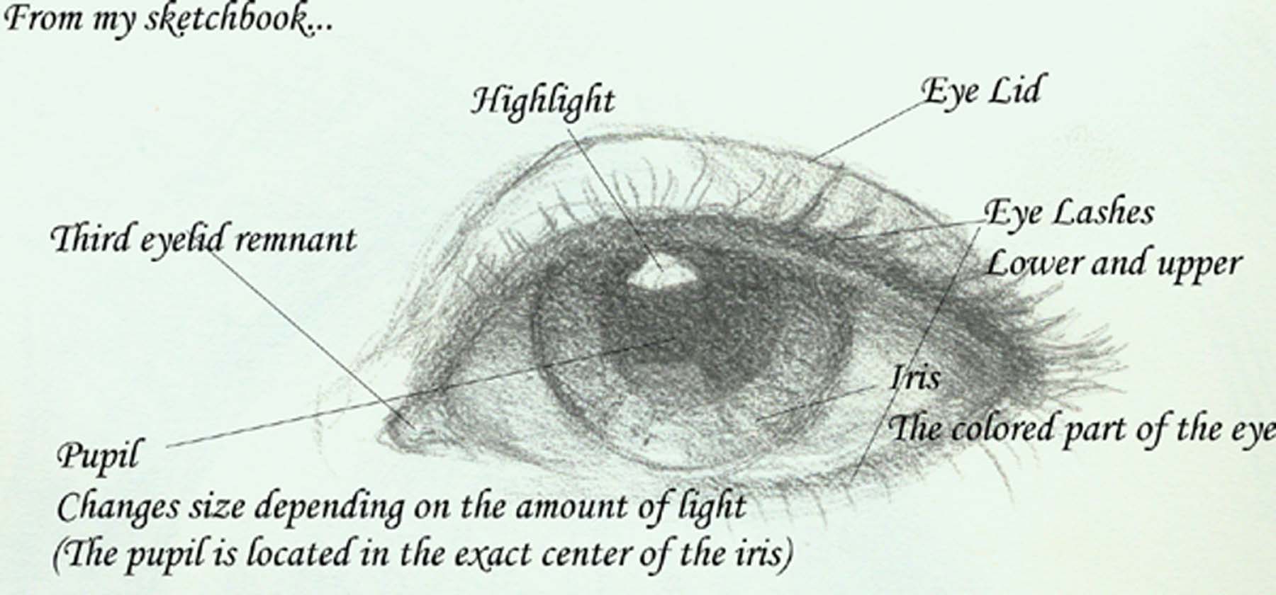 Seeing the Eye in a New Light